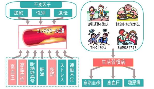 動脈硬化を引き起こす2つの危険因子＝不変因子と可変因子